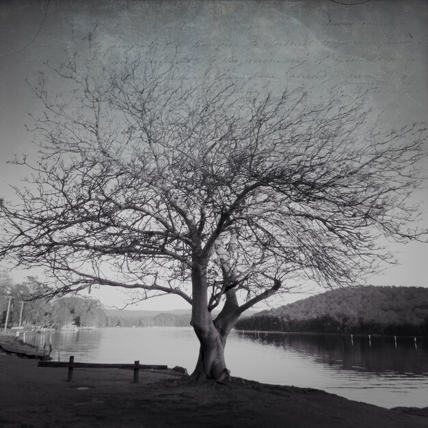 Foto alberi nudi vicino al lago