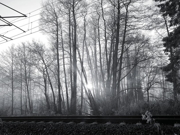 Bare trees by railroad tracks during autumn