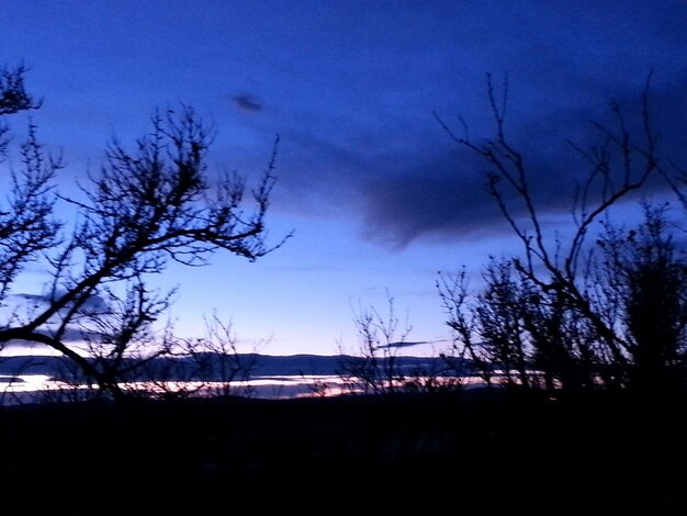 Photo bare trees in calm sea