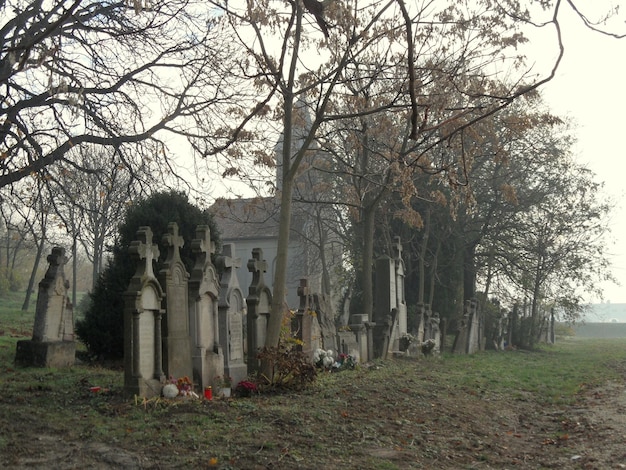 Foto alberi nudi sul cimitero durante il tempo nebbioso