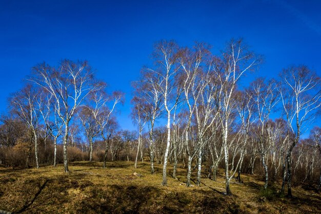 Bare trees on field against blue sky
