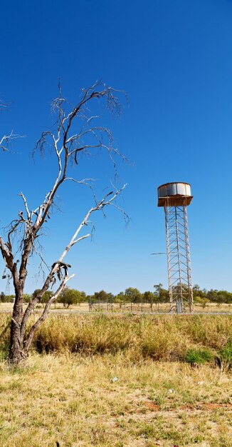 Bare trees on field against clear blue sky