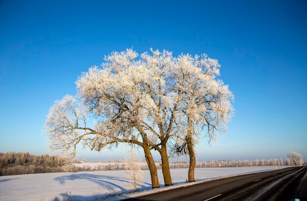 Bare trees on field against clear blue sky