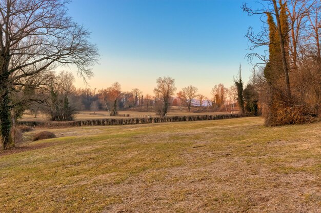 Foto alberi nudi sul campo contro un cielo limpido