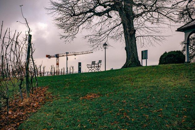 Bare trees on field against cloudy sky