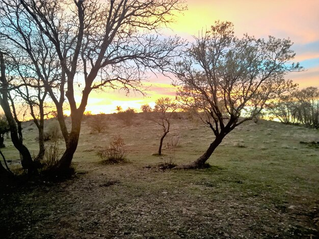 Bare trees on field against sky during sunset