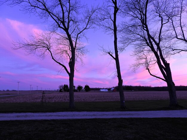 Bare trees on field against sky during sunset