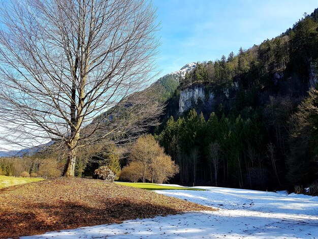 Bare trees on field against sky during winter