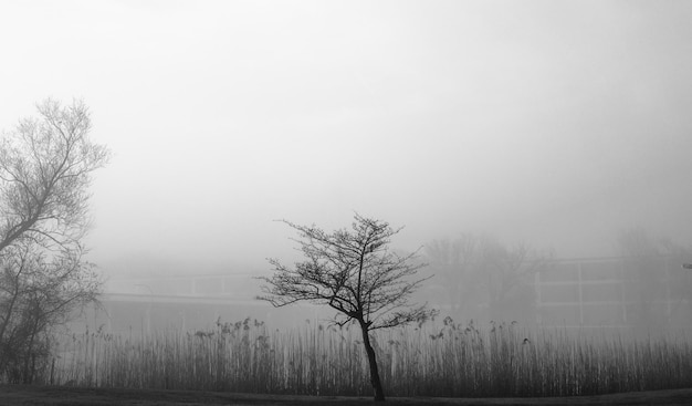 Photo bare trees on field against sky during foggy weather