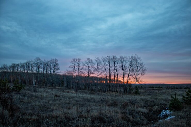 Photo bare trees on field against sky at sunset