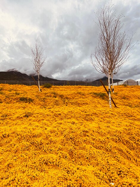 Bare trees on field against sky