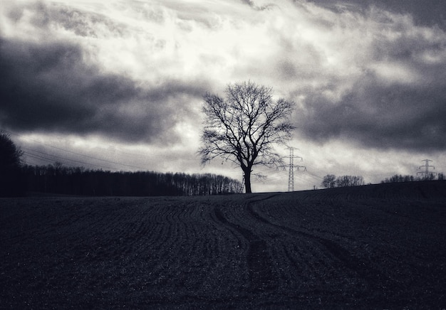 Bare trees on field against sky