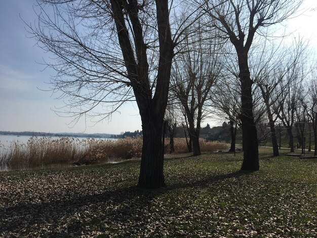 Bare trees on field against sky