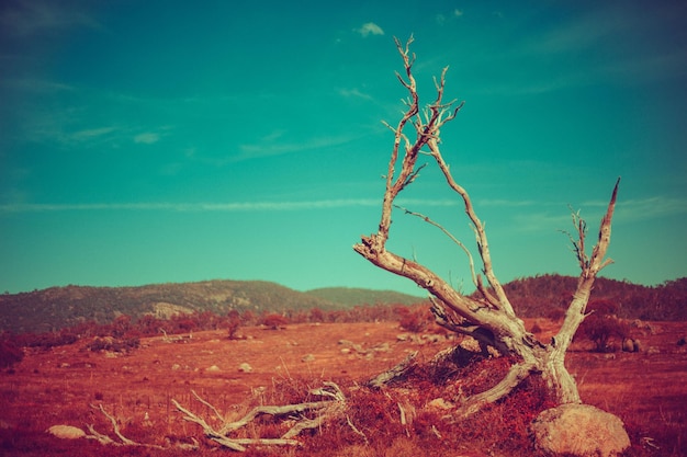 Bare trees on field against sky