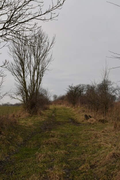 Bare trees on field against sky