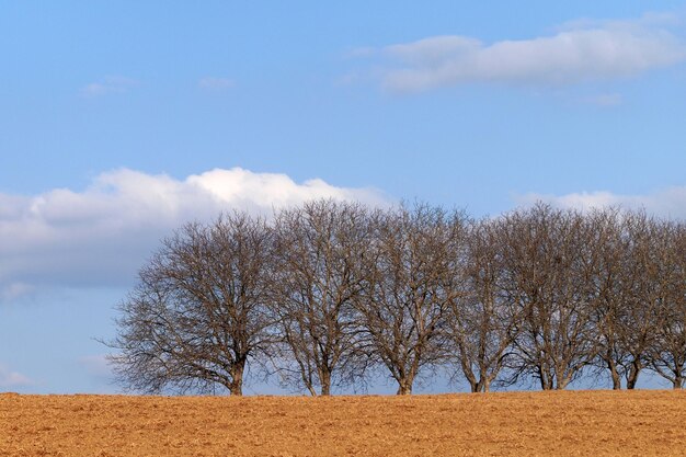 Bare trees on field against sky