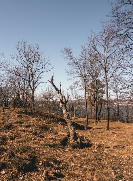 Bare trees on field against sky