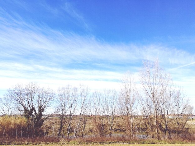 Bare trees on field against sky