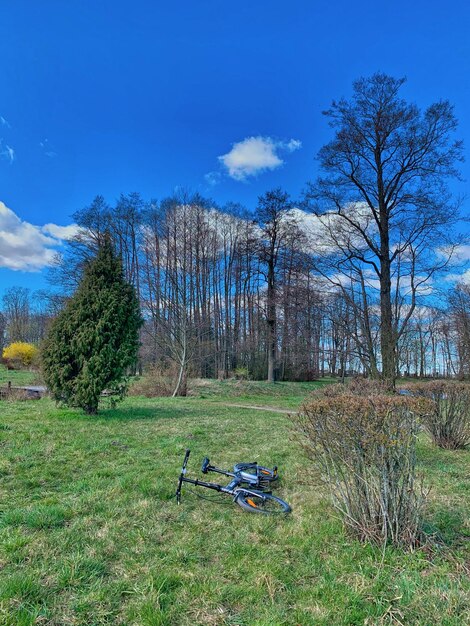 Bare trees on field against sky