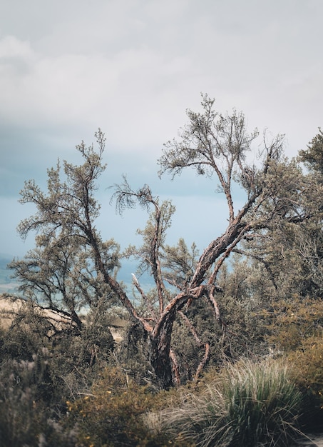 Photo bare trees on field against sky