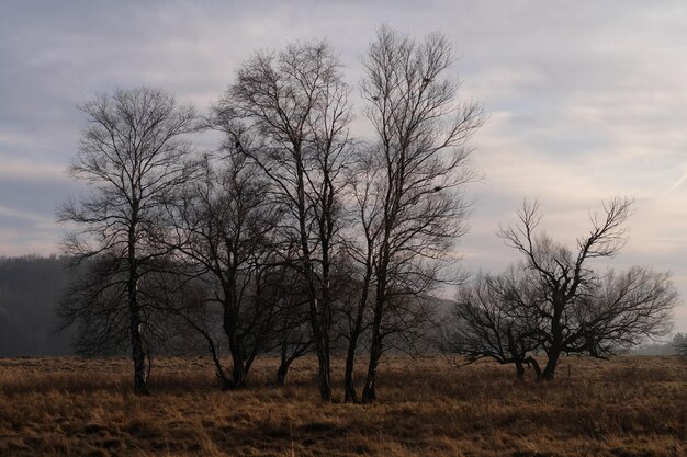 Photo bare trees on field against sky