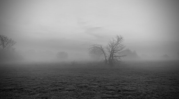 Bare trees on field against sky