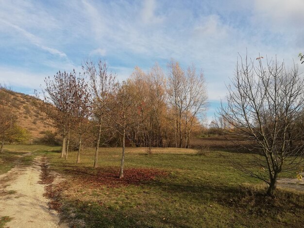 Bare trees on field against sky