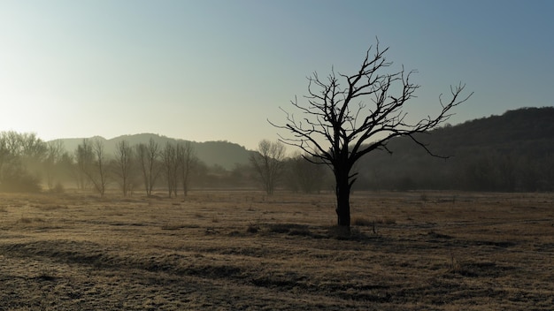 Photo bare trees on field against sky