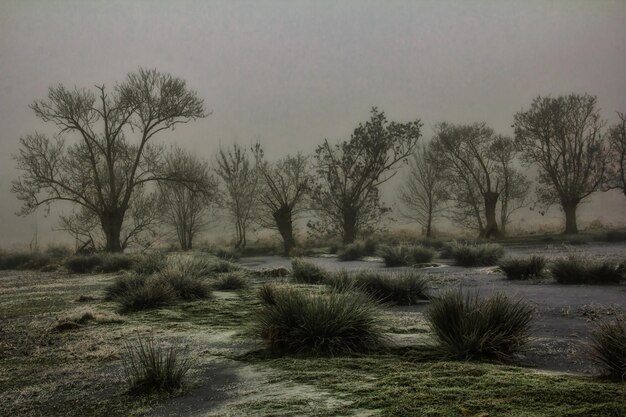 Foto alberi nudi sul campo contro il cielo