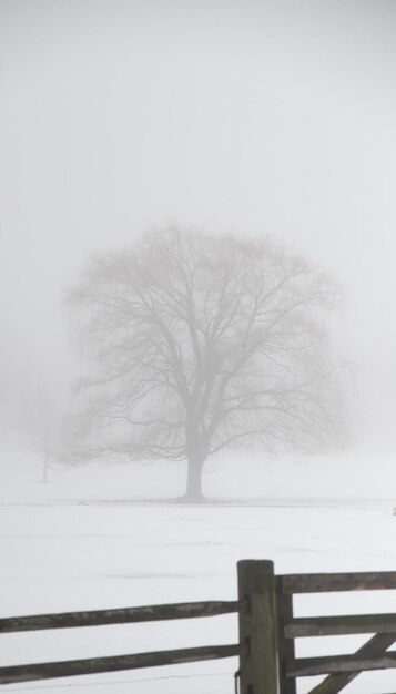 Foto alberi nudi sul campo durante l'inverno