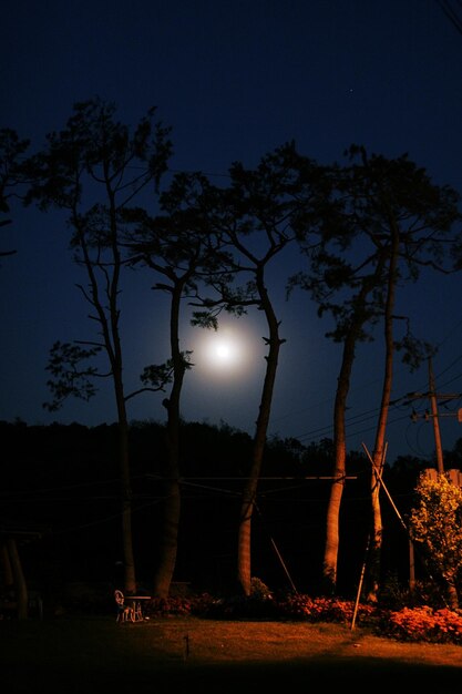 Photo bare trees on field at night