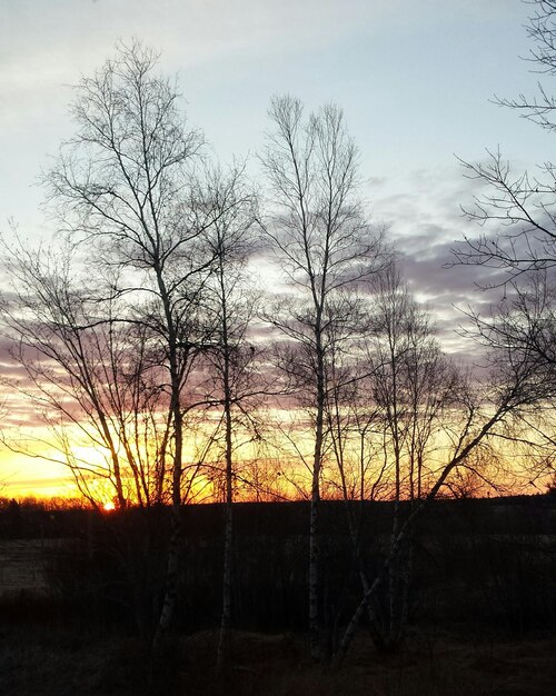 Bare trees on field at sunset