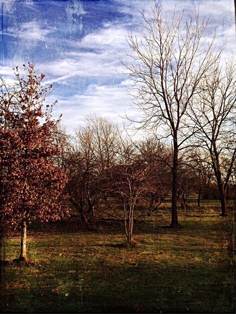 Foto alberi nudi sul campo