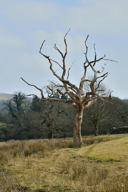 Bare trees on field