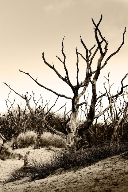 Photo bare trees on field