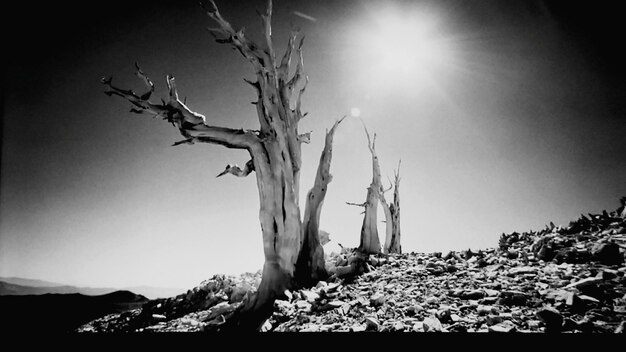 Photo bare trees on field