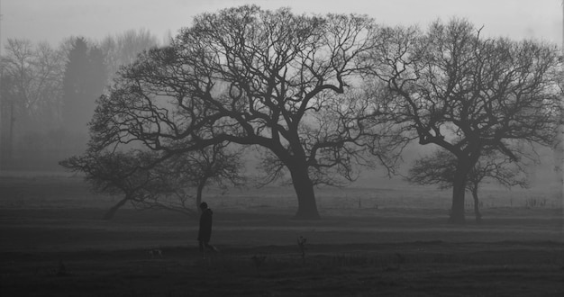 Photo bare trees on field