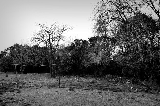 Photo bare trees on field