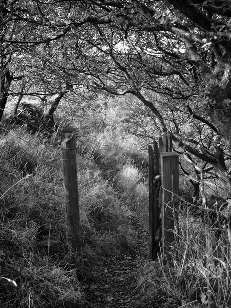 Photo bare trees on field