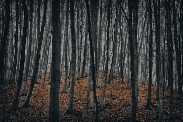 Photo bare trees on field