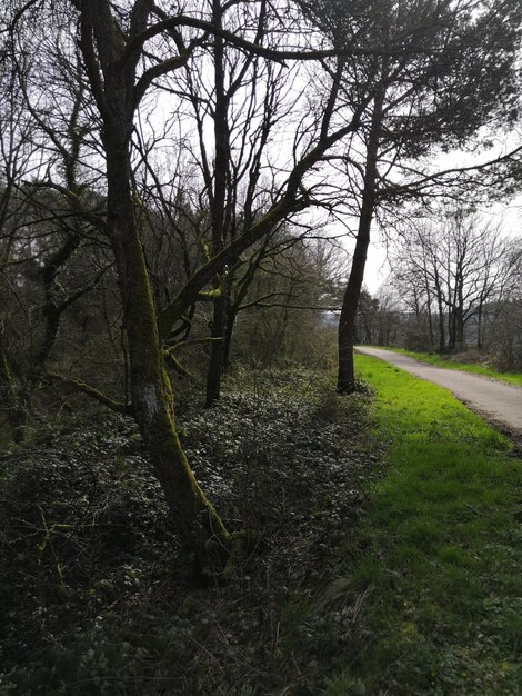 Photo bare trees on field