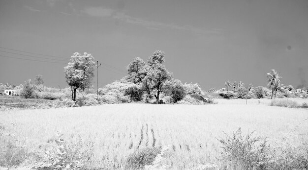 Photo bare trees on field