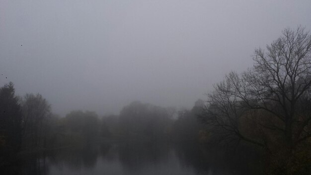 Photo bare trees in foggy weather