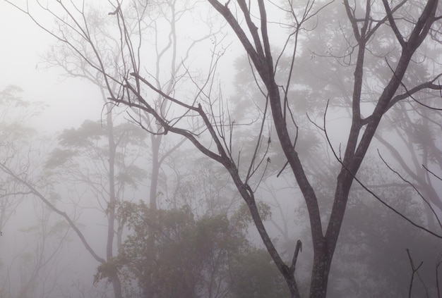 Photo bare trees in foggy weather