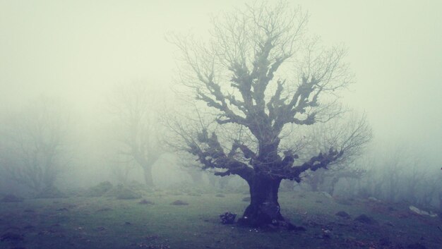 Photo bare trees in foggy weather