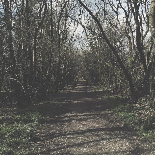 Photo bare trees on footpath