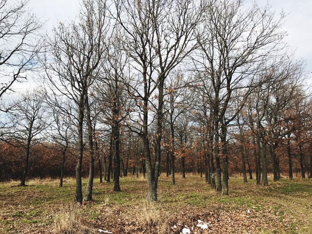 Photo bare trees in forest against clear sky