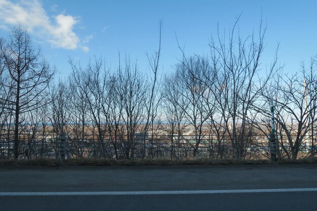 Bare trees in forest against sky during winter