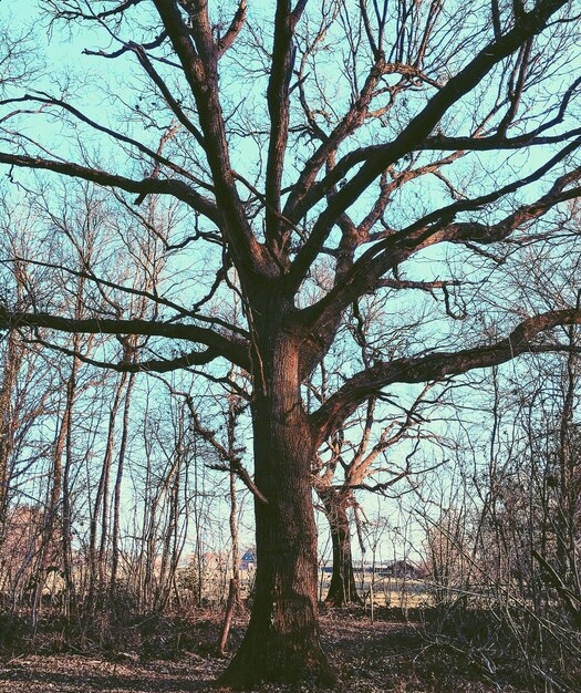 Foto alberi nudi nella foresta contro il cielo