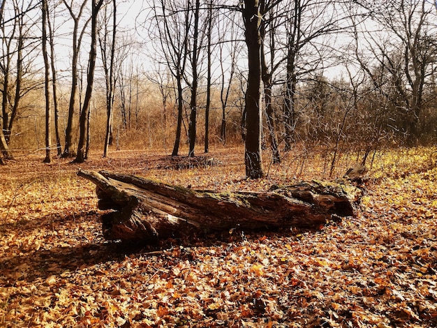 Photo bare trees in forest during autumn